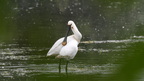 shoot3932438fr (176 visits) Spatule blanche
Platalea leucorodia
Grèce mai 2026 shoot3932438fr