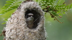 shoot3932618fr (105 visits) Rémiz penduline
Remiz pendulinus
Grèce mai 2026 shoot3932618fr