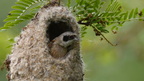 shoot3932647fr (85 visits) Rémiz penduline
Remiz pendulinus
Grèce mai 2026 shoot3932647fr