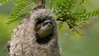 shoot3932652fr (109 visits) Rémiz penduline
Remiz pendulinus
Grèce mai 2026 shoot3932652fr