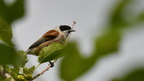 shoot3932720fr (225 visits) Rémiz penduline
Remiz pendulinus
Grèce mai 2026 shoot3932720fr