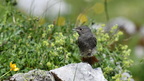 shoot395109fr (363 visits) Rougequeue noir
Phoenicurus ochruros shoot395109fr