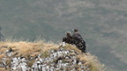 shoot398100fr (15 visits) Aigles royals
Aquila chrysaetos shoot398100fr