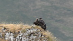 shoot398105fr (14 visits) Aigle royal
Aquila chrysaetos shoot398105fr