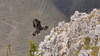 shoot398139fr (14 visits) Aigle royal
Aquila chrysaetos shoot398139fr