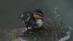 shoot398020fr (13 visits) Canard colvert
Anas platyrhynchos shoot398020fr