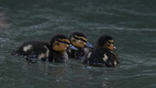 shoot398035fr (12 visits) Canard colvert
Anas platyrhynchos shoot398035fr