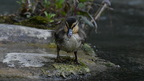 shoot398038fr (90 visits) Canard colvert
Anas platyrhynchos shoot398038fr