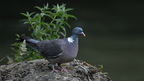 shoot397030fr (14 visits) Pigeon ramier
Columba palumbus shoot397030fr