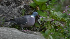 shoot397032fr (106 visits) Pigeon ramier
Columba palumbus shoot397032fr