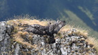 shoot398324fr (47 visits) Aigle royal
Aquila chrysaetos shoot398324fr