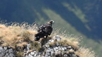 shoot398334fr (675 visits) Aigle royal
Aquila chrysaetos shoot398334fr