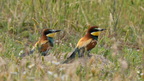 shoot3931902fr (10 visits) Guêpiers ďEurope
Merops apiaster
Grèce mai 2026 shoot3931902fr
