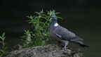shoot397020fr (18 visits) Pigeon ramier
Columba palumbus shoot397020fr