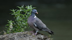 shoot397026fr (12 visits) Pigeon ramier
Columba palumbus shoot397026fr