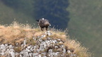 shoot398154fr (31 visits) Aigle royal
Aquila chrysaetos shoot398154fr