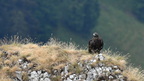 shoot398199fr (718 visits) Aigle royal
Aquila chrysaetos shoot398199fr