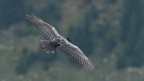 shoot404183fr (2 visits) Grand Corbeau
Corvus corax shoot404183fr