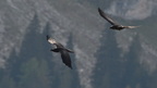 shoot404068fr (2 visits) Grand Corbeau
Corvus corax shoot404068fr