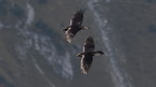 shoot404081fr (2 visits) Grand Corbeau
Corvus corax shoot404081fr