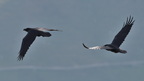 shoot404086fr (2 visits) Grand Corbeau
Corvus corax shoot404086fr