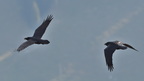 shoot404087fr (2 visits) Grand Corbeau
Corvus corax shoot404087fr