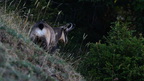 shoot404017fr (2 visits) Chamois
Rupicapra rupicapra shoot404017fr