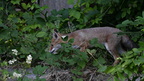 shoot398015fr (219 visits) Renard roux
Vulpes vulpes shoot398015fr